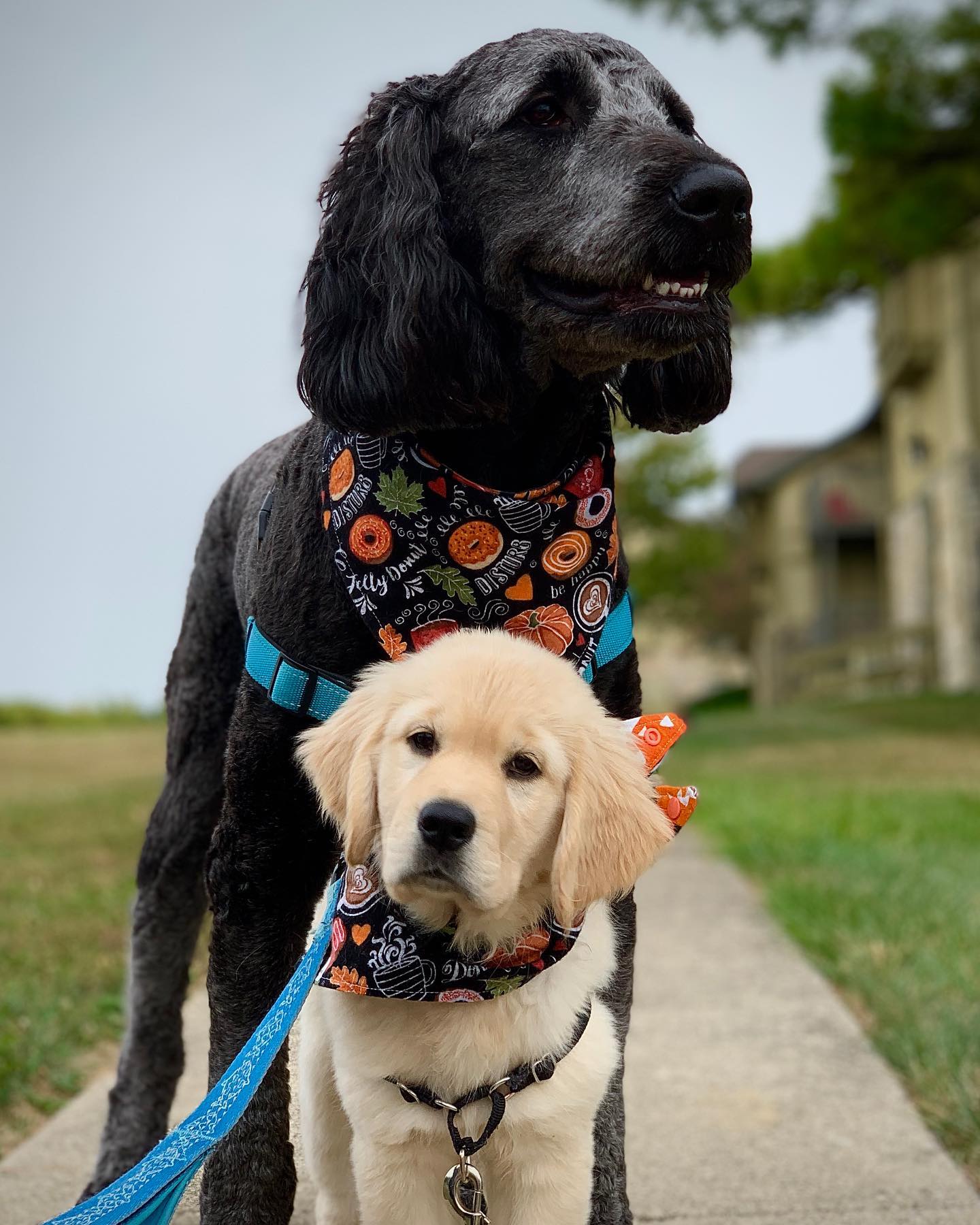 Two dogs posing for picture outside 